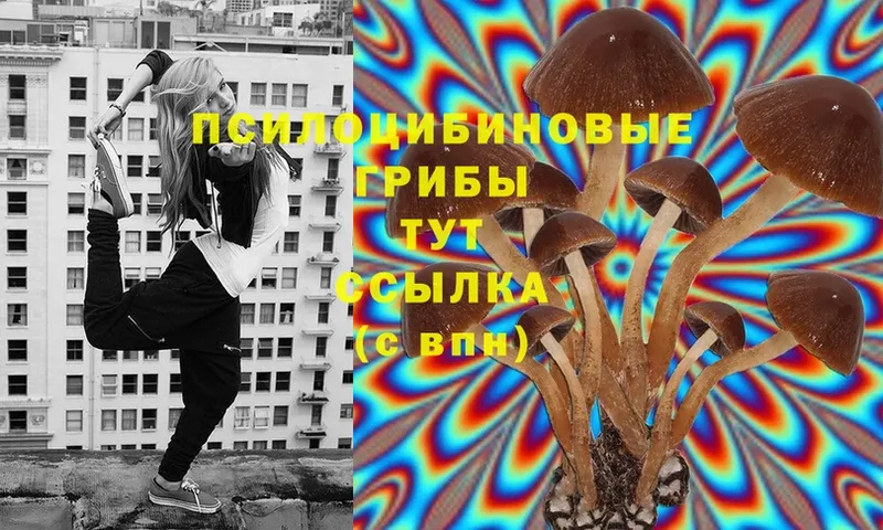 Галлюциногенные грибы Psilocybine cubensis  цены   Зверево 